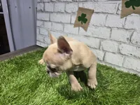 danielle, a female French Bulldog for sale in Donnellson, IA – Photo 4 of 5