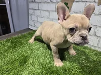 danielle, a female French Bulldog for sale in Donnellson, IA – Photo 5 of 5