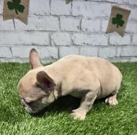 danielle, a female French Bulldog for sale in Donnellson, IA – Photo 3 of 5