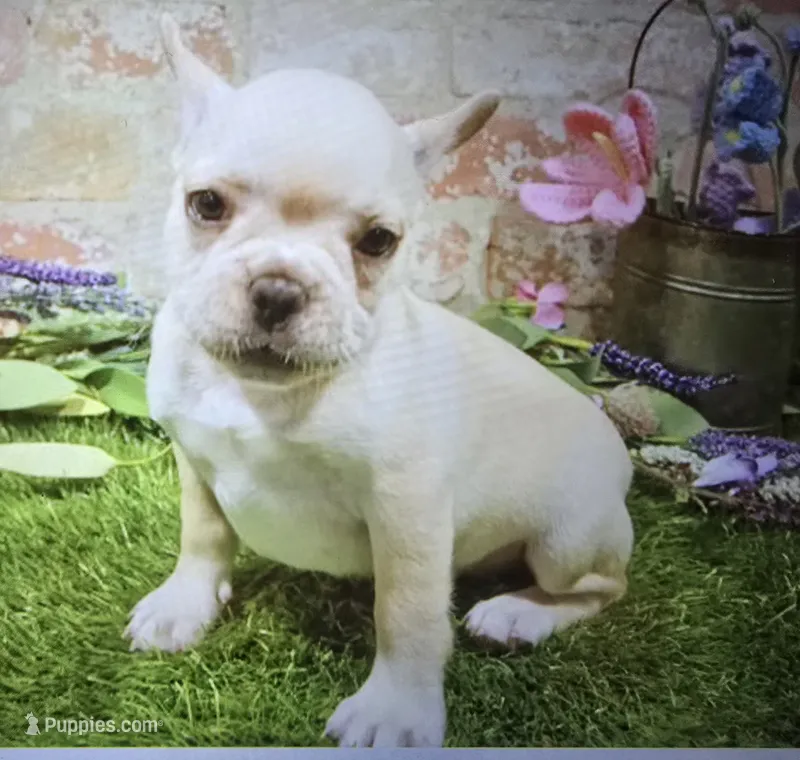 monica – French Bulldog puppy for sale in Donnellson, IA
