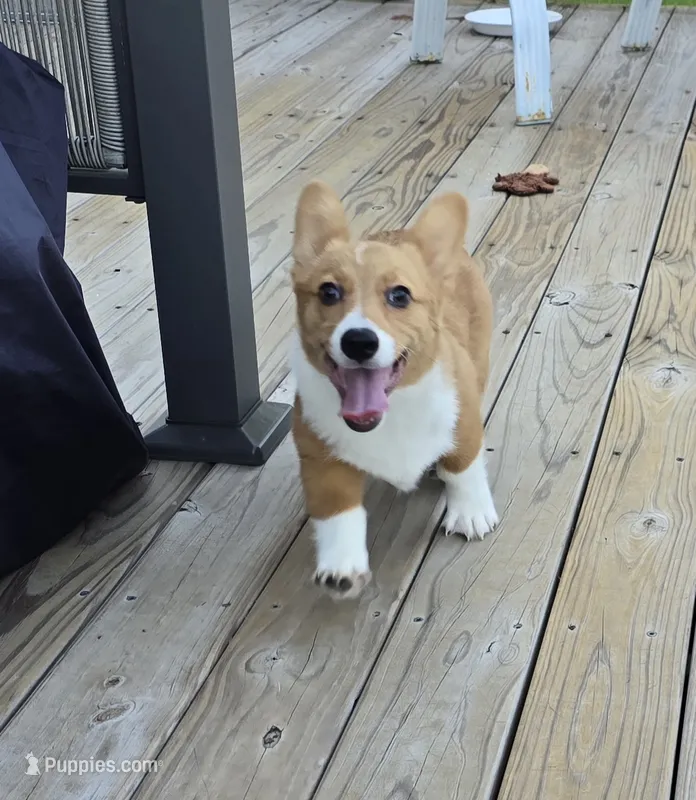 sadie – Pembroke Welsh Corgi puppy for sale in Donnellson, IA