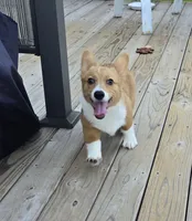 sadie, a female Pembroke Welsh Corgi for sale in Donnellson, IA – 2 of 4