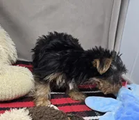 monty, a male Yorkshire Terrier for sale in Donnellson, IA – 4 of 4