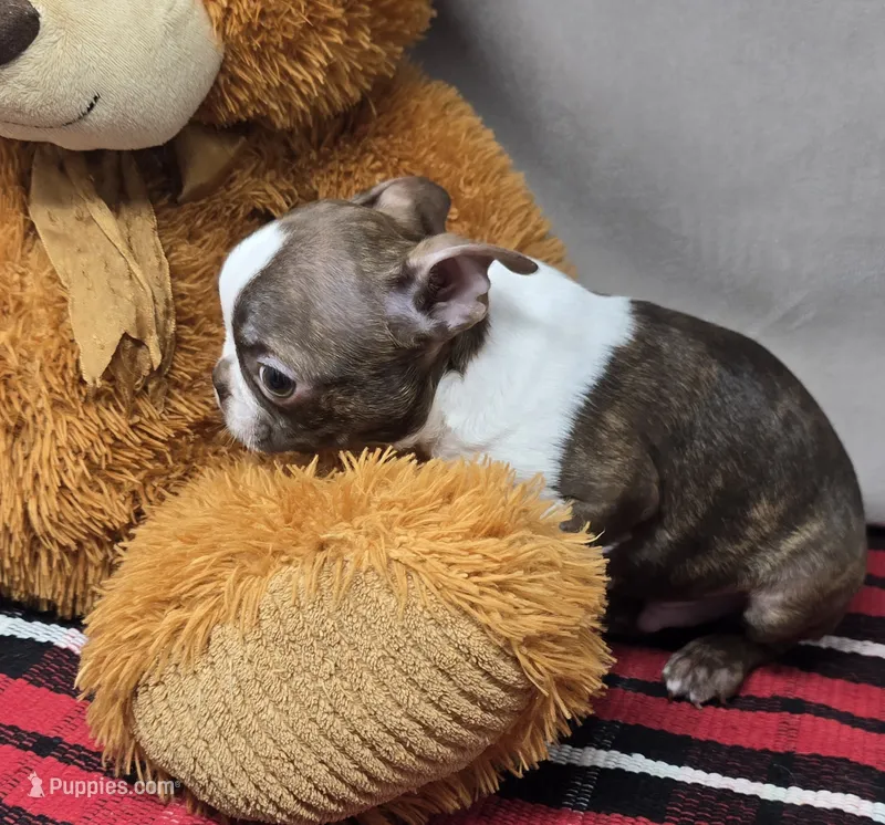 bosco – Boston Terrier puppy for sale in Donnellson, IA