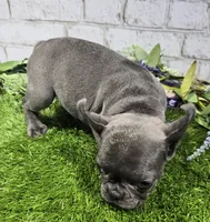 brassie, a female French Bulldog for sale in Donnellson, IA – 7 of 7