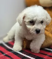 whisper, a female Maltese for sale in Donnellson, IA – 2 of 4