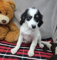 bernedette, a female Miniature Bernedoodle for sale in Donnellson, IA – 3 of 4