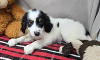 bernedette, a female Miniature Bernedoodle for sale in Donnellson, IA – 1 of 4