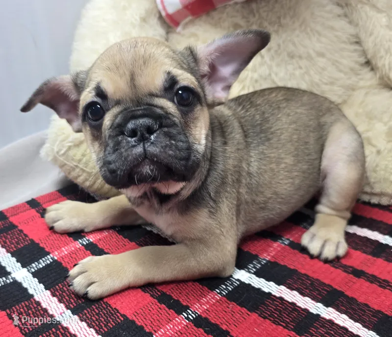 tracy – French Bulldog puppy for sale in Donnellson, IA