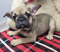 tracy, a female French Bulldog for sale in Donnellson, IA – 1 of 6
