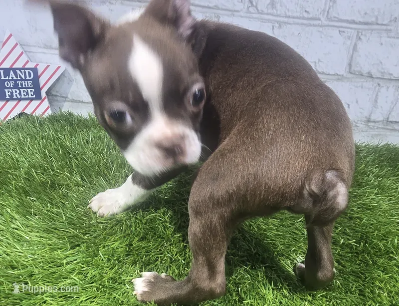 mike – Boston Terrier puppy for sale in Donnellson, IA