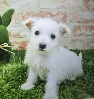 jerry, a male West Highland White Terrier for sale in Donnellson, IA – 2 of 8