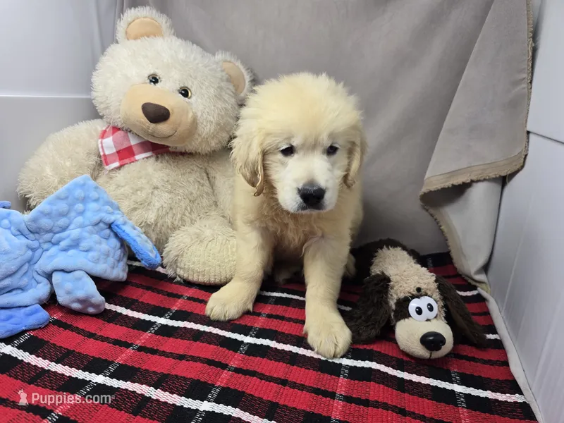 gander – Golden Retriever puppy for sale in Donnellson, IA