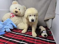 gander, a male Golden Retriever for sale in Donnellson, IA – 1 of 5