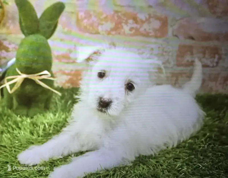 molly – West Highland White Terrier puppy for sale in Donnellson, IA