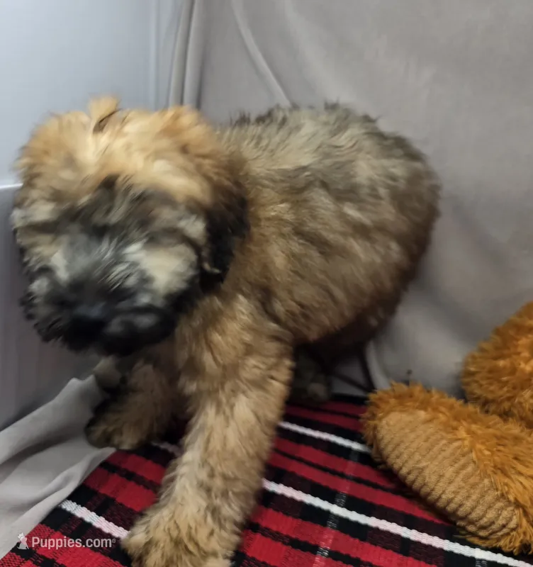 sophie – Soft Coated Wheaten Terrier puppy for sale in Donnellson, IA