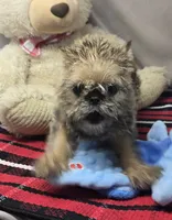 mark, a male Brussels Griffon for sale in Donnellson, IA – 4 of 5
