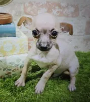 reggie, a male Chihuahua for sale in Donnellson, IA – 6 of 6