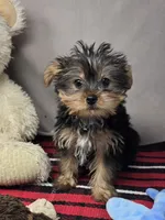 monty, a male Yorkshire Terrier for sale in Donnellson, IA – 1 of 4