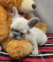 bass, a male French Bulldog for sale in Donnellson, IA – Photo 1 of 4