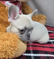 bass, a male French Bulldog for sale in Donnellson, IA – Photo 2 of 4