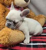 bass, a male French Bulldog for sale in Donnellson, IA – Photo 4 of 4