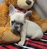 bass, a male French Bulldog for sale in Donnellson, IA – Photo 3 of 4