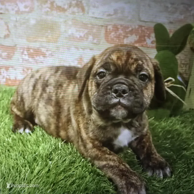 barnebus – French Bulldog, Bullmastiff puppy for sale in Donnellson, IA