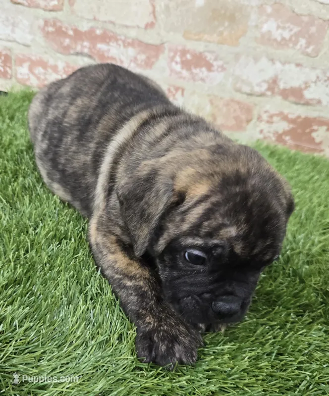 barnebus – French Bulldog, Bullmastiff puppy for sale in Donnellson, IA