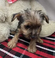 nugget, a male Yorkshire Terrier for sale in Donnellson, IA – 3 of 3
