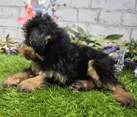 mary, a female Miniature Bernedoodle for sale in Donnellson, IA – 4 of 4