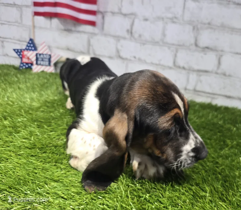 belinda – Basset Hound puppy for sale in Donnellson, IA
