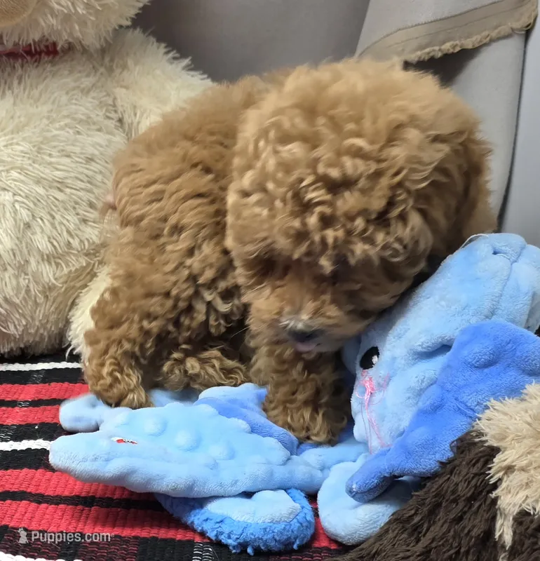 mercer – Poodle - Toy  puppy for sale in Donnellson, IA