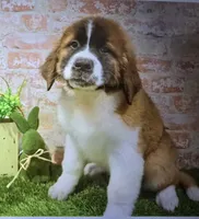 millie, a female Saint Bernard for sale in Donnellson, IA – 1 of 1