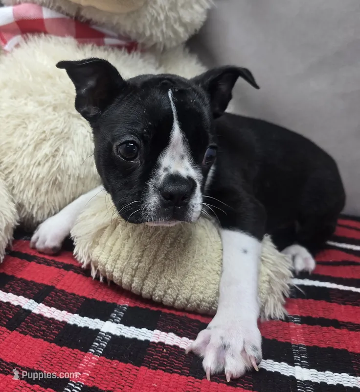 marty – Boston Terrier puppy for sale in Donnellson, IA