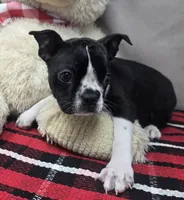 marty, a male Boston Terrier for sale in Donnellson, IA – 1 of 5