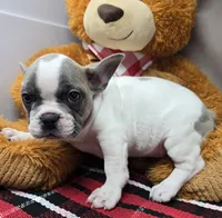 processed/03c23cfd-7357-4450-a9f0-8e1e43f6b93c/listing/e7031f96-0154-4031-a333-daa15559081f/6287bad8-43e9-40b6-925a-b5dfd075c1ab