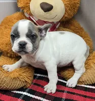 processed/03c23cfd-7357-4450-a9f0-8e1e43f6b93c/listing/e7031f96-0154-4031-a333-daa15559081f/dc422770-74d5-4fa6-907b-c41733b68a83