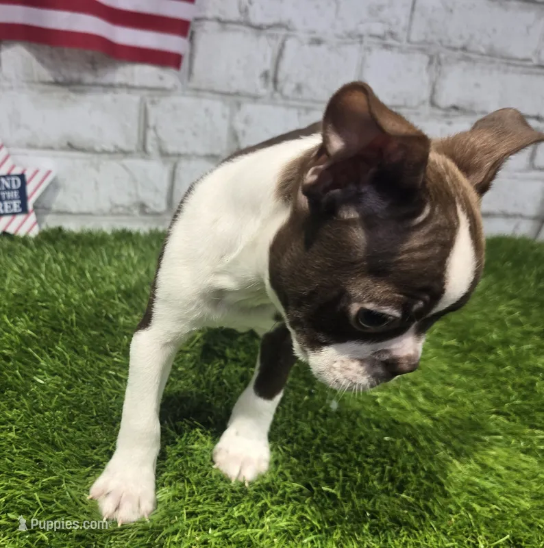 mike – Boston Terrier puppy for sale in Donnellson, IA