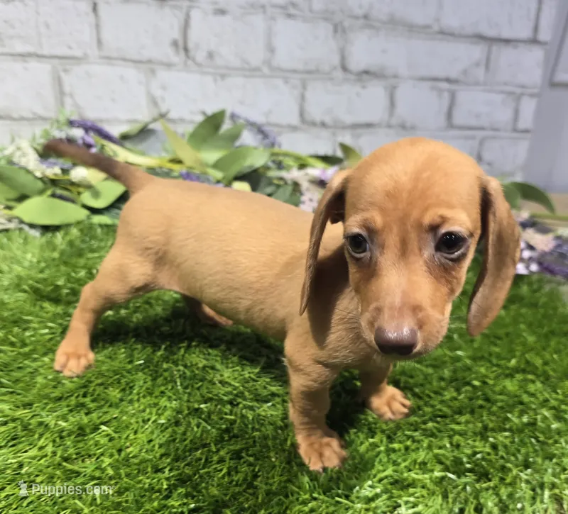 angel – Dachshund puppy for sale in Donnellson, IA
