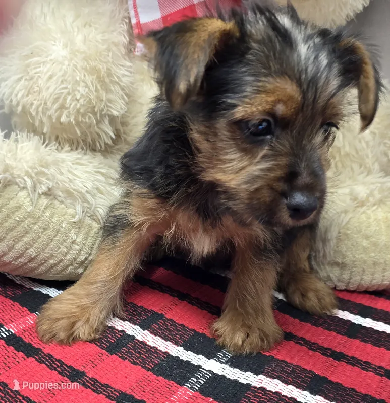 sport – Yorkshire Terrier puppy for sale in Donnellson, IA