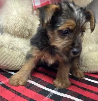 sport, a male Yorkshire Terrier for sale in Donnellson, IA – 1 of 4