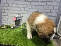 marshal, a male Saint Bernard for sale in Donnellson, IA – 6 of 6