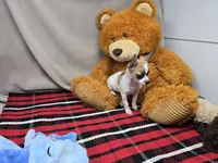 betsy, a female Chihuahua for sale in Donnellson, IA – 2 of 7