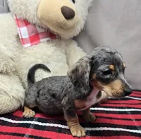diamond, a female Dachshund for sale in Donnellson, IA – 4 of 6