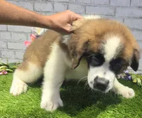 marshal, a male Saint Bernard for sale in Donnellson, IA – 3 of 6