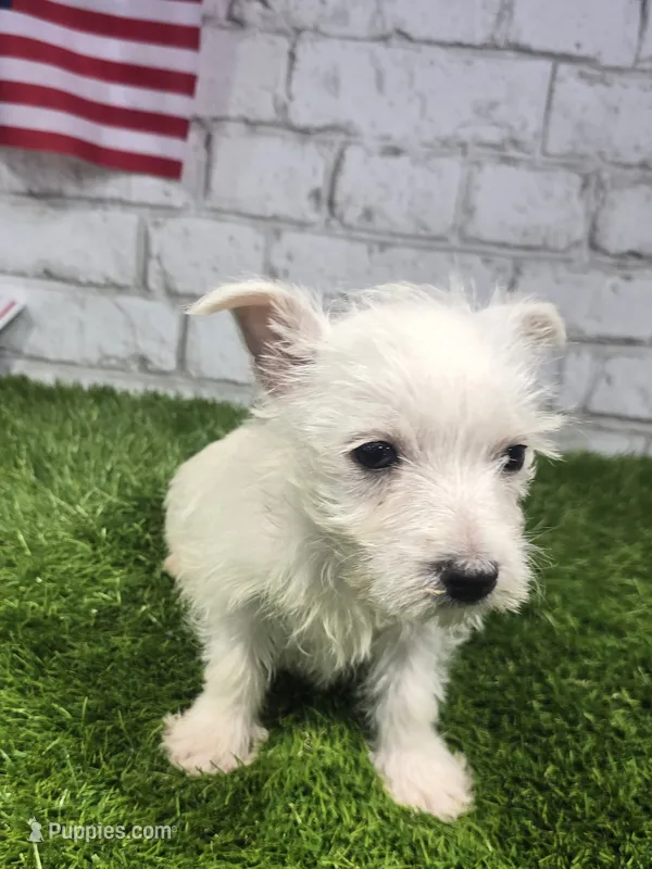 jerry – West Highland White Terrier puppy for sale in Donnellson, IA