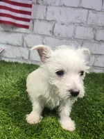jerry, a male West Highland White Terrier for sale in Donnellson, IA – 4 of 8