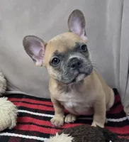 bella, a female French Bulldog for sale in Donnellson, IA – 1 of 5