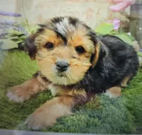 miles, a male Yorkshire Terrier for sale in Donnellson, IA – 1 of 1